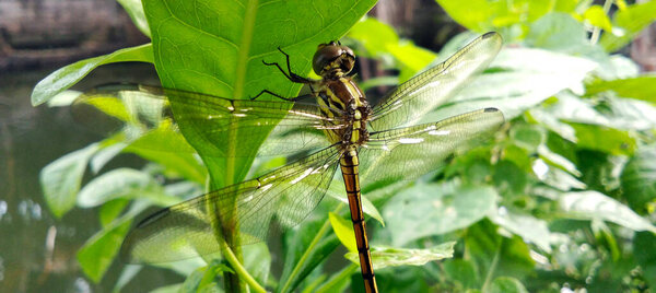 A dragonfly perched on a green leaf, surrounded by lush trees.