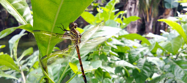 A dragonfly perched on a green leaf, surrounded by lush trees.