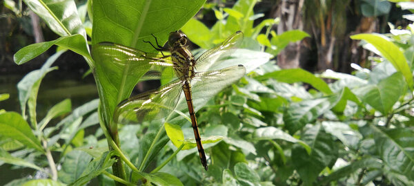 A dragonfly perched on a green leaf, surrounded by lush trees.