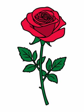 Yeşil yapraklı kırmızı bir gül ve detaylı bir gövde..