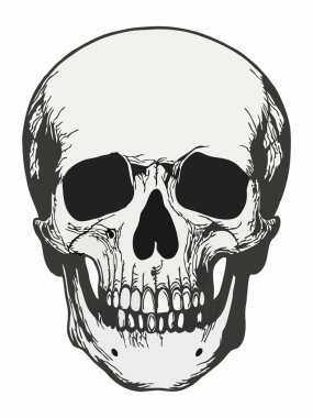 Bir insan kafatasının ayrıntılı çizimi