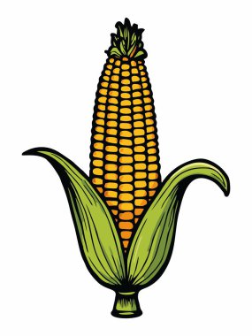 Taze haşlanmış mısırın resmi