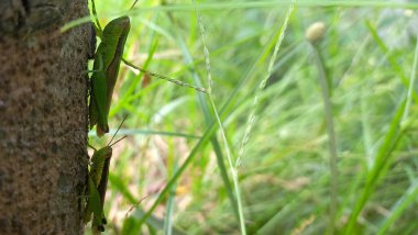 İki yeşil çekirge bir ağaç gövdesinin kenarına tutunmuş, yeşil çimlerle çevrili..