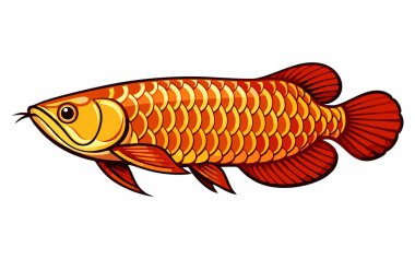 Altın Arowana balığının vektör çizimi