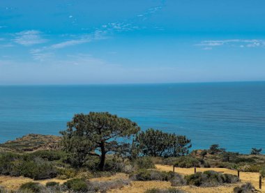 Bu görüntüde engebeli arazinin bulunduğu kıyı manzarası var. İç kısımlarda birkaç Torrey Çam ağacı yetişiyor ve sakin mavi bir okyanusa bakıyor. Sahnede kuru çalılar ve kumlu toprak, seyrek bulutlarla dolu açık bir gökyüzünün altında.