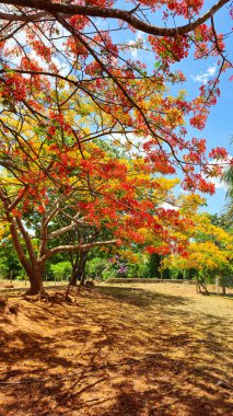 İki görkemli göz alıcı ağaç, bir portakal ve bir sarı açık mavi gökyüzünün altında renklenir, dalları parlak kırmızı, turuncu ve altın sarısı renklerde parlar. Güneş ışığı ince yaprakların arasından süzülür.