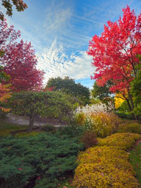 Huzurlu bir botanik bahçesi sahnesi sonbaharın renkleriyle dolup taşıyor. Alevli kırmızı akçaağaç ağaçları altın çalıların ve rüzgarda sallanan incecik süs otlarının yanında duruyor. Yeşilliklerle çevrili yeşil alanda dolambaçlı bir yol kaybolur.