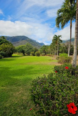 Hawaii, Maui 'de dingin bir tropikal manzara sergilenir, parlak kırmızı amber çiçekleri yeşil çimlerden oluşan bir halıya karşı ön planda çiçek açarlar. Uzun palmiye ağaçları sağ tarafta, ılık ada esintisinde usulca sallanıyor.. 