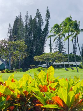 Güneşin altında yeşil, sarı ve turuncu tonlarda canlı tropikal yaprakların parladığı huzurlu bir Hawaii manzarası. Gökyüzüne doğru uzanan ince Hawaii çam ağaçlarının yanında rüzgarda zarif bir şekilde sallanan palmiyeler.... 