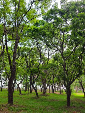 Hareketli yeşil yapraklardan oluşan yoğun bir gölgeliğin altında dingin bir orman manzarası belirir. İnce, bükülmüş ağaç gövdeleri taze otlardan oluşan bir halıdan yükselir. Birbirine dolanan dallar doğal bir kafes oluşturur. Gün ışığını filtreler ve gölgeler bırakır.