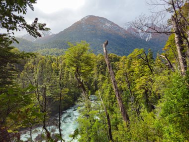 Arjantin 'in Los Alerces Ulusal Parkı' ndaki yoğun Patagonya ılıman ormanı boyunca uzanan güçlü bir dağ nehri Andean yamaçlarının altından erken kar altında akar. Çevredeki ormanlık güney kayın ağacı Nothofagus spp tarafından yönetiliyor..
