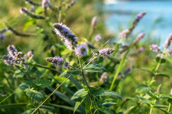 Blooming mint Lamiaceae. Thickets of wild mint. Mint bushes on the bank of a body of water.