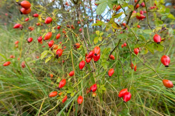 The red berries of wild rose hips. Medicinal berries. Rosa canina. Wild rose. Hip bush.
