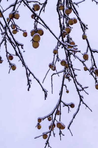 Apples covered with snow. Snow-covered tree. A lot of snow on the branches. Snow in the fall.