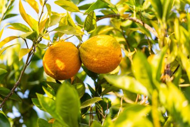 Işıl ışıl yeşil yaprakların arasında güneşli bir portakal ağacında iki olgun portakal asılı. Canlı narenciye rengi, açık hava ortamında sıcaklığı, tazeliği ve sağlıklı ürünleri çağrıştıran altın yeşili yapraklarla çelişiyor..