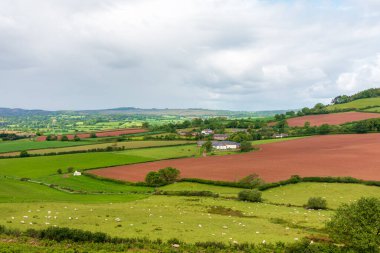 Devon, İngiltere - Bulutlu bir gökyüzü altında yeşil tarlalar, kırmızı-kahverengi toprak yamaları, çitler ve uzak çiftlik evleri içeren sakin bir kırsal alan. Koyun ön planda otlar, huzur ve pastoral yaşamı taşır..
