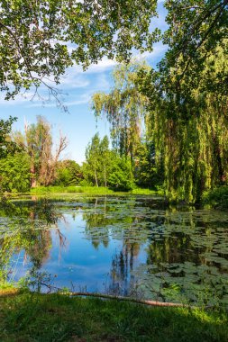 Gdansk 'taki Oliwski Parkı' ndaki sakin göl manzarası ağaçlar ve söğütler tarafından çerçevelenmiş, su üzerinde zambak pedleri ve yüzeye yansıyan parlak mavi gökyüzü, sakin, doğa ve açık hava sükunetini yansıtıyor..