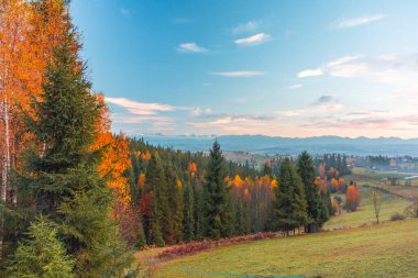Podhale 'nin dingin sonbahar manzarası canlı turuncu ve altın yapraklar, yüksek yemyeşil, yuvarlanan çayırlar ve berrak mavi bir gökyüzü altında uzak dağlar içerir. Doğa, seyahat ve mevsimsel görüntüler için mükemmel..