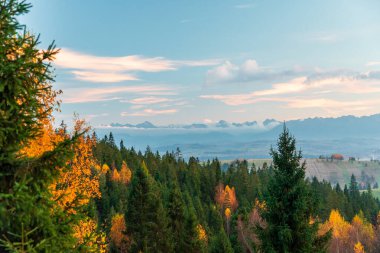 Uçsuz bucaksız sonbahar ormanı Podhale 'de her zaman yeşil ve yaprak döken ağaçlar, ılık altın renkler ve açık mavi gökyüzünün altındaki uzak dağlar. Doğa, seyahat ve manzara görselleri için mükemmel..