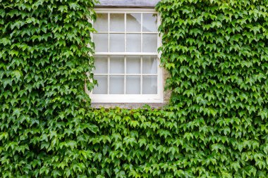 Kare bir pencere, taştan bir duvara tırmanan yoğun sarmaşık tarafından çerçevelenir ve ev, bahçe ve açık hava dekorları için canlı, doğa dolu bir zemin oluşturulur..