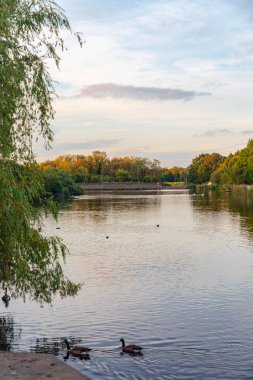 Bracknell, Mill Park 'taki sakin bir değirmen havuzunda süzülen ördekler, söğütler ve yeşil ağaçların çerçevelediği sakin göl manzarası. Sıcak bir günbatımı, suyun üzerinde hafif bir parıltı bırakır, doğa ve açık hava temaları için mükemmeldir..