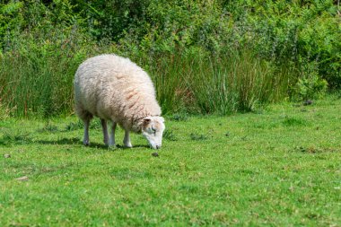 Kabarık beyaz bir koyun, arka planda uzun otlar ve yoğun çalılarla canlı yeşil bir çayırda otlar, sakin kırsal yaşam ve pastoral dinginliği taşır..