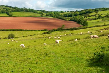 Bereketli yeşil otlaklarda otlayan koyunların, yuvarlanan tepelerin ve uzak tarlaların bulunduğu huzurlu bir kırsal alan. Doğa, tarım ve kırsal yaşam tarzı temaları için ideal.