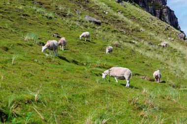 Koyunların açık mavi bir gökyüzünün altında canlı yeşil bir tepede otladıkları pastoral bir manzara. Huzurlu bir kırsal alan doğa, kırsal yaşam ve açık hava yaşam temaları için mükemmel..