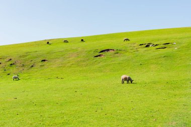 Koyunların açık mavi bir gökyüzünün altında canlı yeşil bir tepede otladıkları pastoral bir manzara. Huzurlu bir kırsal alan doğa, kırsal yaşam ve açık hava yaşam temaları için mükemmel..