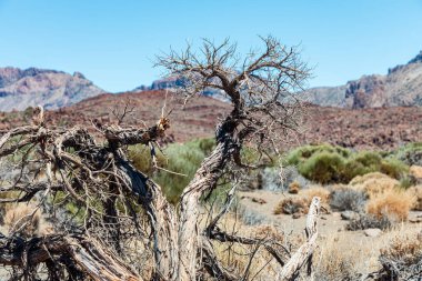 Stark çöl sahnesinde ön planda kurumuş çimenler, çalılar ve parlak mavi gökyüzünün altındaki engebeli dağlar ile kuraklığı, esnekliği ve haşin doğal güzelliği simgeleyen çarpık, ölü bir ağaç bulunur..
