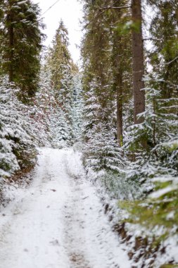 Gorce 'deki Turbacz' a kadar sessiz bir orman yolu kar tozlu çam ağaçlarının arasından eserek huzurlu bir kış yürüyüşünü davet ediyor. Taze kar, dalları ve zemini örtüyor, sakin, el değmemiş bir orman atmosferi yaratıyor, doğa, seyahat ve mevsimsel temalar için mükemmel..