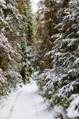 Karla kaplı dar bir patikanın olduğu sakin bir kış sahnesi. Yoğun, karla kaplı, her yer yemyeşil ağaçların arasından geçiyor. Gorce 'deki Turbacz' a giden yol. Sakin, huzurlu orman atmosferi doğa, seyahat ve kış manzarası için ideal..