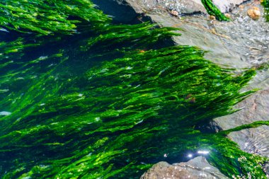 Zümrüt yosun hayranları sığ kıyı sularındaki ıslak kayaların üzerinden canlı ve dokulu bir sahne yaratarak tazeliği ve doğal sualtı güzelliğini çağrıştırıyor. Doğa, seyahat ve çevre temaları için ideal