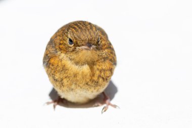 Küçük bir Avrupalı bülbül (Erithacus rubecula) yavrusu, yumuşak tüyleri ve meraklı bakışlarını gösteren parlak beyaz bir arka planda oturur. Doğa, vahşi yaşam ve çocuk hayvan teması için mükemmel. Masumiyet ve cazibeyi yansıtıyor.