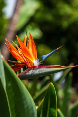 Çarpıcı bir Cennet Kuşu 'nun (Strelitzia reginae) yakın çekiminde parlak güneş ışığı, canlı turuncu yapraklar, mavi bir çıkıntı ve parlak yeşil yapraklar sergilenir. Bu tropikal çiçek görüntüsü egzotik güzellikleri, doğayı ve canlı renkleri temsil eder..