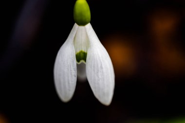 Tek bir beyaz kar damlasının (Galanthus) detaylı makro çekimi, yumuşak taç yaprakları ve merkezinde biraz yeşillik içerir. Karanlık arka plan saflığı, kırılganlığı ve bahar yenilenmesini vurguluyor..