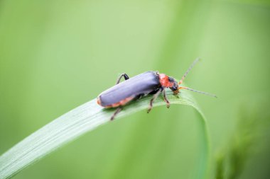 Kıpkırmızı saçlı küçük bir böceğe (Cantharis rustica) yakın plan, yumuşak yeşil bir arka plan üzerine kurulmuş eğri bir ot sapında dinlenir. Görüntü sakin, doğa ve mikro-dünya cazibesini kırmızı kafa arasında canlı bir kontrastla iletir.