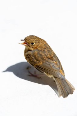 Troglodit trogloditleri, Wren, beyaz arkaplanda yakın portre