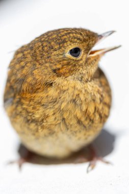 Troglodit trogloditleri, Wren, beyaz arkaplanda yakın portre