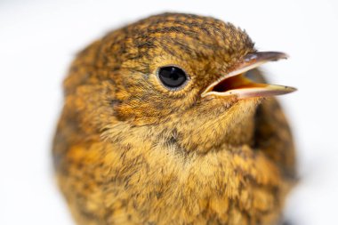 Troglodit trogloditleri, Wren, beyaz arkaplanda yakın portre