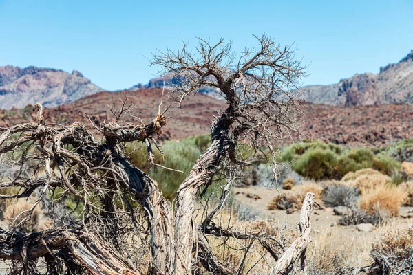 Stark çöl sahnesinde ön planda kurumuş çimenler, çalılar ve parlak mavi gökyüzünün altındaki engebeli dağlar ile kuraklığı, esnekliği ve haşin doğal güzelliği simgeleyen çarpık, ölü bir ağaç bulunur..