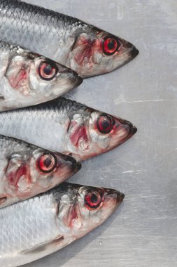 Detaylı bir yakın plan taze ringa balığı görünür su damlacıklarıyla metalik bir yüzeyde sergileniyor. Görüntü balık pullarını, yüzgeçlerini ve çarpıcı kırmızı gözleri vurguluyor, dokuyu, tazeliği ve doğal detayları yakalıyor. Mutfak temaları için ideal, se