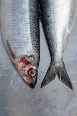 Metalik bir yüzeye serilmiş üç çiğ ringa balığının detaylı bir yakın çekimi. Gümüş pullar, üstteki koyu renk değişimi, ve göz ve solungaçların etrafındaki kırmızı renk tazeliği ve doğal dokuyu vurguluyor..