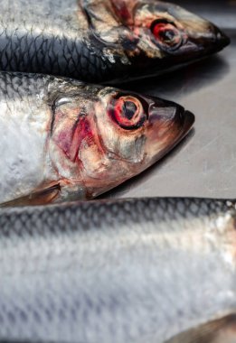 Metalik bir yüzeye serilmiş üç çiğ ringa balığının detaylı bir yakın çekimi. Gümüş pullar, üstteki koyu renk değişimi, ve göz ve solungaçların etrafındaki kırmızı renk tazeliği ve doğal dokuyu vurguluyor..