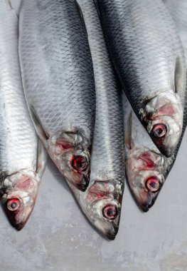 Gümüş kaplama makroda kırmızı gözlü taze gümüş ringa balıkları yakın çekim.