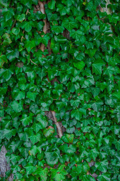 Scattered Push Pins on White Background  Office Supplies Concept