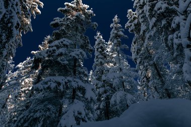 Uzun ladin ağaçlarının yoğun beyaz karla kaplı olduğu bir kış sahnesi. Klasik kış ormanı güzelliği ve huzurlu atmosfer..