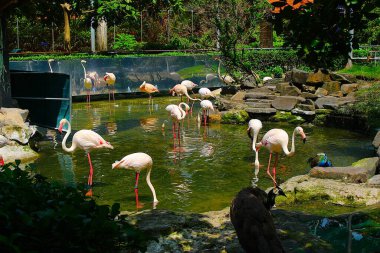 Ho Chi Minh City, Viet Nam - August 7th 2025 - Photo of Saigon Zoo ( So Thu - Thao Cam Vien Sai Gon )