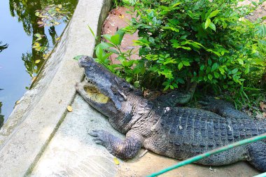 Ho Chi Minh City, Viet Nam - August 7th 2025 - Photo of Saigon Zoo ( So Thu - Thao Cam Vien Sai Gon )