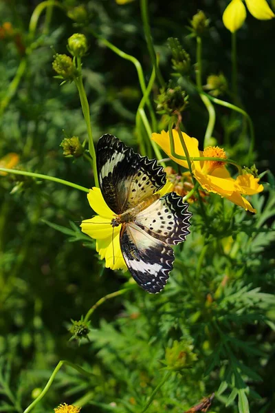 Ho Chi Minh City, Viet Nam - August 7th 2025 - Photo of Saigon Zoo ( So Thu - Thao Cam Vien Sai Gon )